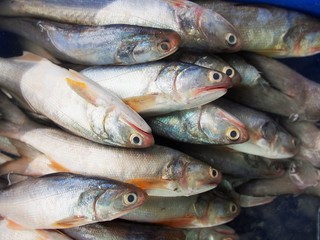 The snapper fish in gulf of Thailand