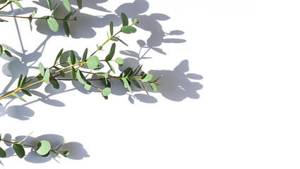 Eucalyptus leaves on the white bright background. Floral frame top view. Copy space