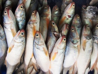 The snapper fish in gulf of Thailand
