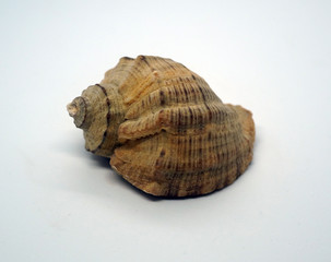 Sea shell placed on white background