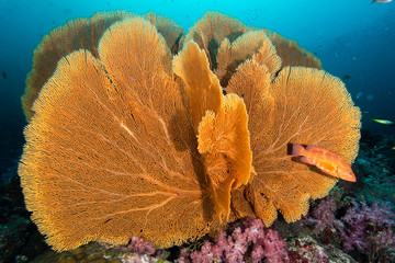 Venus Sea fan