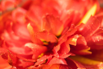 Fototapeta na wymiar orange red flower.Nature and flowers. orange red tulip. Summer card. Macro background