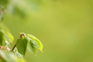 Liście lipy © Dariusz