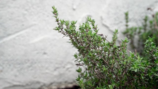 Thyme herb growing in garden against plaster wall, tracking close-up shot