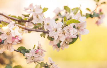 Apple flowers in bloom spring background