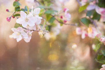 Fototapeta na wymiar Apple flowers in bloom spring background