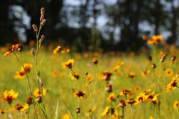 Yellow & Red Wildflowers