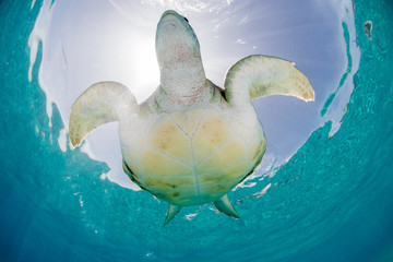 Green Turtle swimming