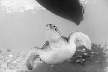 Green Turtle swimming