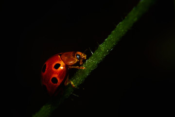 Red black pointed ladybug resting on the plant branch
