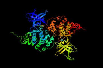 Obraz na płótnie Canvas Tau-protein kinase, an enzyme which participates in 14 metabolic pathways, including cell cycle, Alzheimer's disease and prostate cancer. 3d rendering