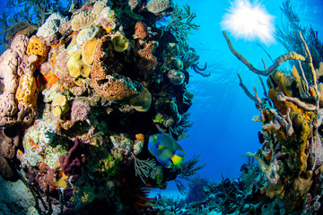 Corais Marinhos no caribe