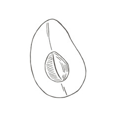 Half аvocado with a bone. Botanical illustrations in the engraving style. Collection of hand-drawn flowers and plants. Tropical plant.