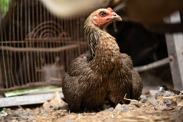 Close up the hen hides and protects her chicks under the wings.