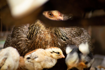 Close up the hen hides and protects her chicks under the wings.