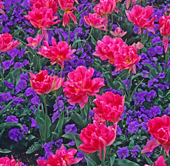 Tulipa ‘Upstar’ with blue violas close up in a flower border