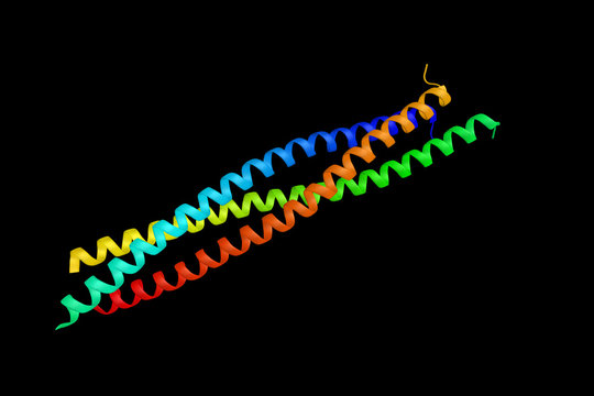 Myotonin-protein kinase, an enzyme which exists both as a membrane-associated and as a soluble form in human left ventricular samples. 3d rendering