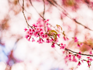 Beautiful wild himalayan cherry flower ( Prunus cerasoides ), This flowers are very similar to the pink cherry blossoms,Isolated with nature background.