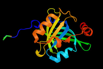 Alpha-1-acid glycoprotein 1, a key acute phase plasma protein. May be involved in aspects of immunosuppression. 3d rendering