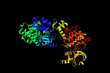 PAK 1, an enzyme which regulates cytoskeleton remodeling, phenotypic signaling and gene expression, and affects a wide variety of cellular processes. 3d rendering