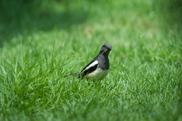 The Oriental Magpie Robin
