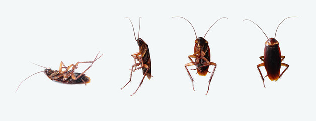 Dead cockroaches in many perspectives isolated on white