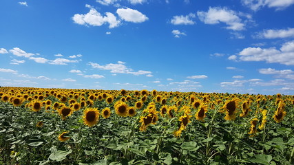 cool sunflower field with blue sky and white cloud