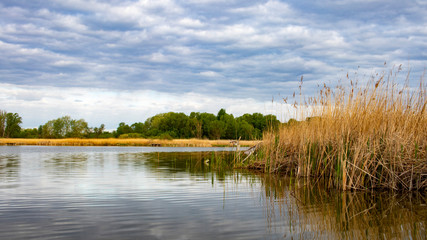 Beautiful landscape with a large lake overgrown with reeds on a cloudy day with heavy blue clouds