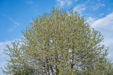 Crwon of wild cherry tree in full blossoming