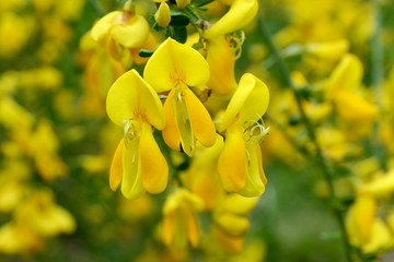 Obraz premium Beautiful yellow flowers - Cytisus scoparius