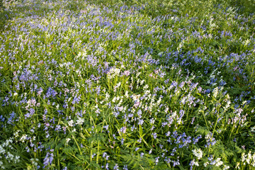 Fototapeta premium Beautiful carpet of fresh spring bluebells