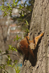 squirrel on tree