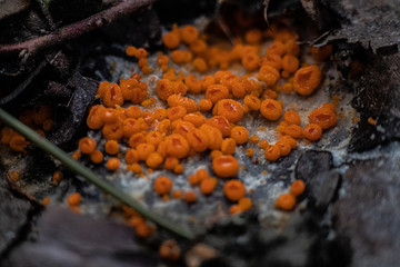 Byssonectria fusispora is a species of apothecial fungus belonging to the family Pyronemataceae. 