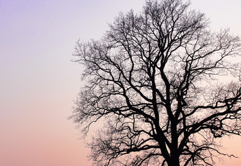 Obraz na płótnie Canvas Silhouette of tree without leaves in twilight background. Color gradient after sunset. 