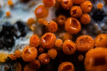 Byssonectria fusispora is a species of apothecial fungus belonging to the family Pyronemataceae. 