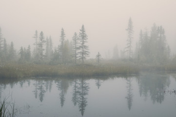 Fototapeta na wymiar spruce trees in grass with reflection in fog over a marsh in Algonquin Park Ontario Canada