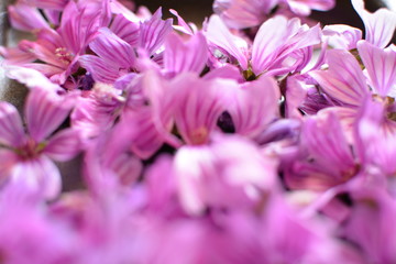 Mallow flowers on a white background
