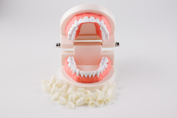 acrylic model of human jaws