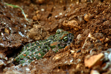 Small toad on the ground of the countryside in a wet area. Selective focus.