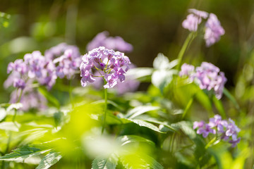 lila blume am wegrand