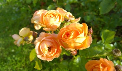 English shrub yellow rose in the garden. Nostalgic roses in the sun. Blurred green background. Beautiful flower blossom. Floral close up. Cut flowers. Creamy orange color. Gardening. Beauty in nature