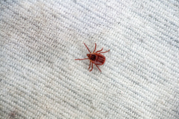 A dangerous parasite and infection carrier mite