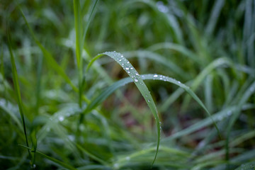 Rain droplets on fresh spring grass