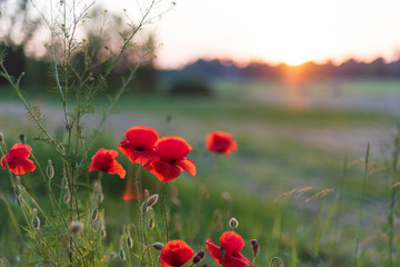 Obraz premium Red poppy flowers at beautiful sunset, rural summer view