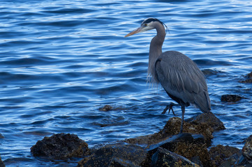 Blue Heron fishing on rocky shore with deep blue waters