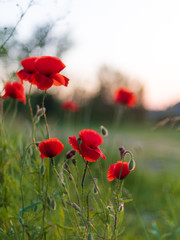 Red poppy flowers at beautiful sunset, rural summer view