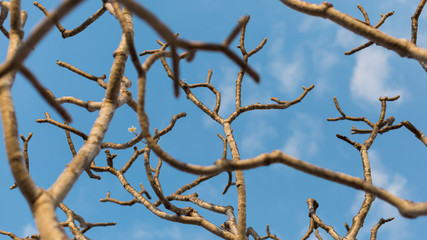 Plumeria flower branch or frangipani branch over blue sky