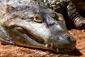 close up of a crocodile