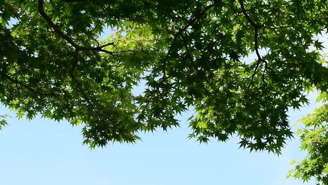 風になびく青葉モミジ