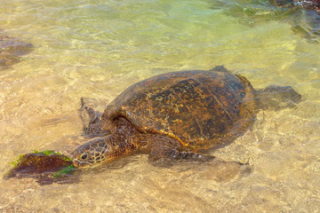 Green Sea Turtle or Hawaiian Sea Turtle in the water. Laniakea Beach also known as Turtle Beach on Oahu island, Hawaii, United States.
